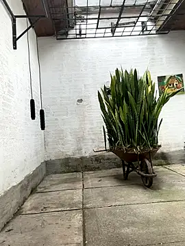 oliver price1 online show from October 2025 03:13:01 PM